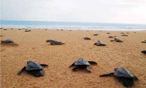 Turtle Hatchery